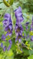 Aconitum nasutum Rchb.的圖片