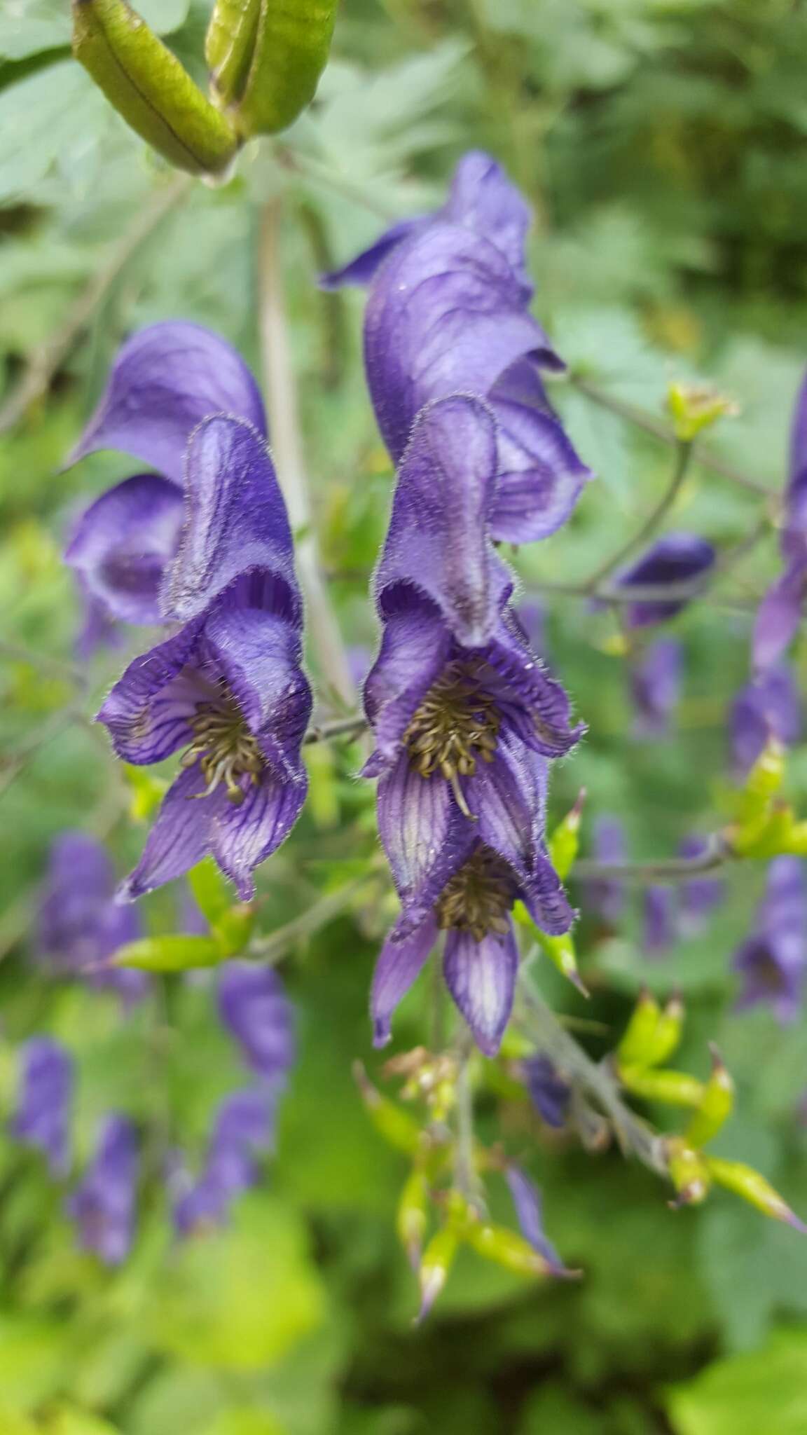 Слика од Aconitum nasutum Rchb.