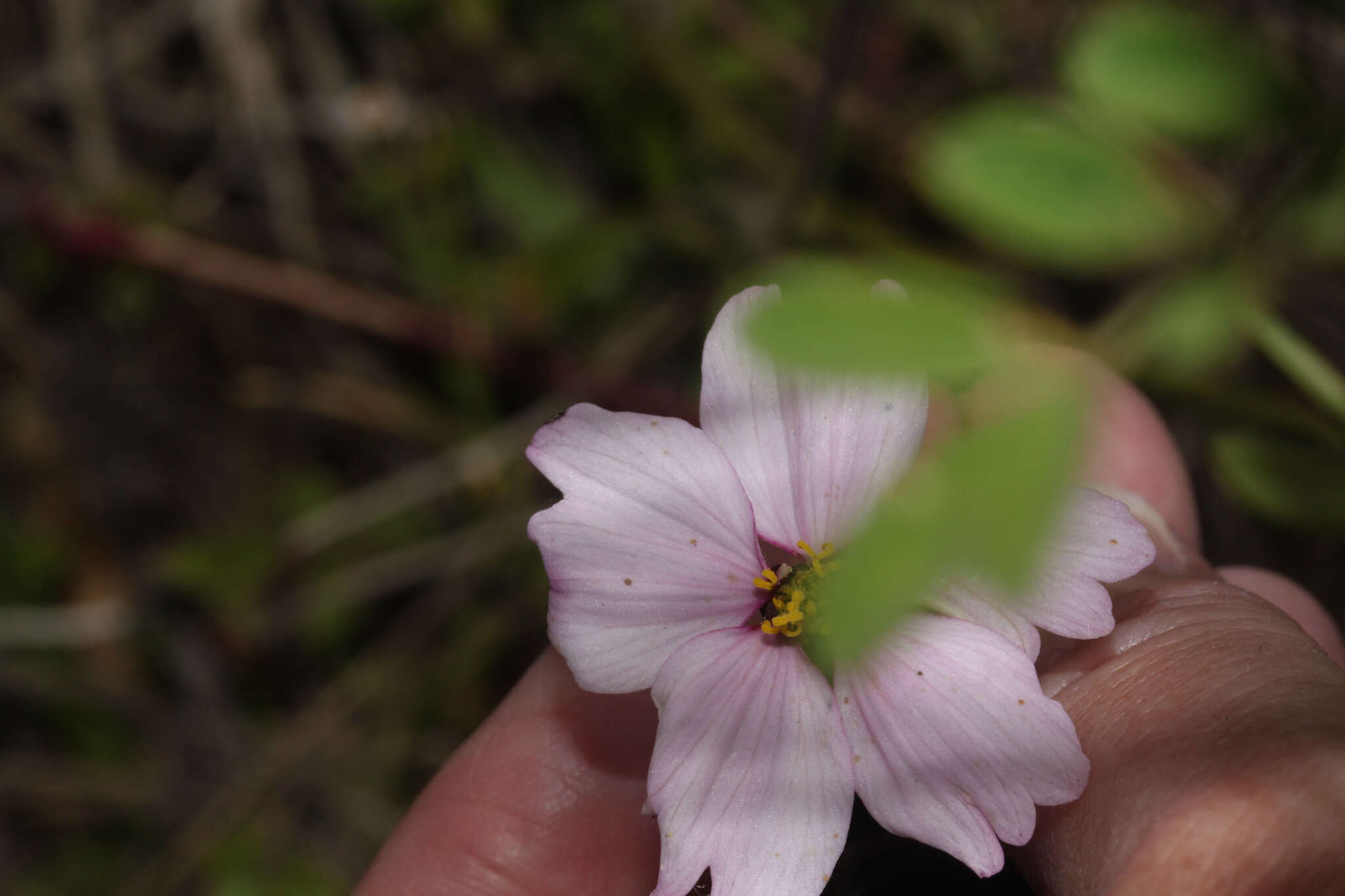 Image of Tridax angustifolia Spruce ex Benth. & Hook. fil.