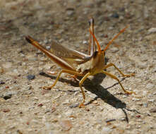 Image of Two-striped Mermiria