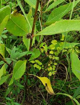 Image of starry rosinweed