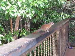 Image of Borneo Black-banded Squirrel