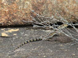 Image of Ornate Crevice-dragon