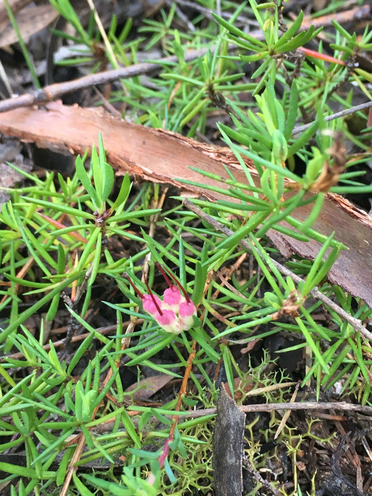 Image of Darwinia grandiflora (Benth.) R. Baker & H. G. Smith