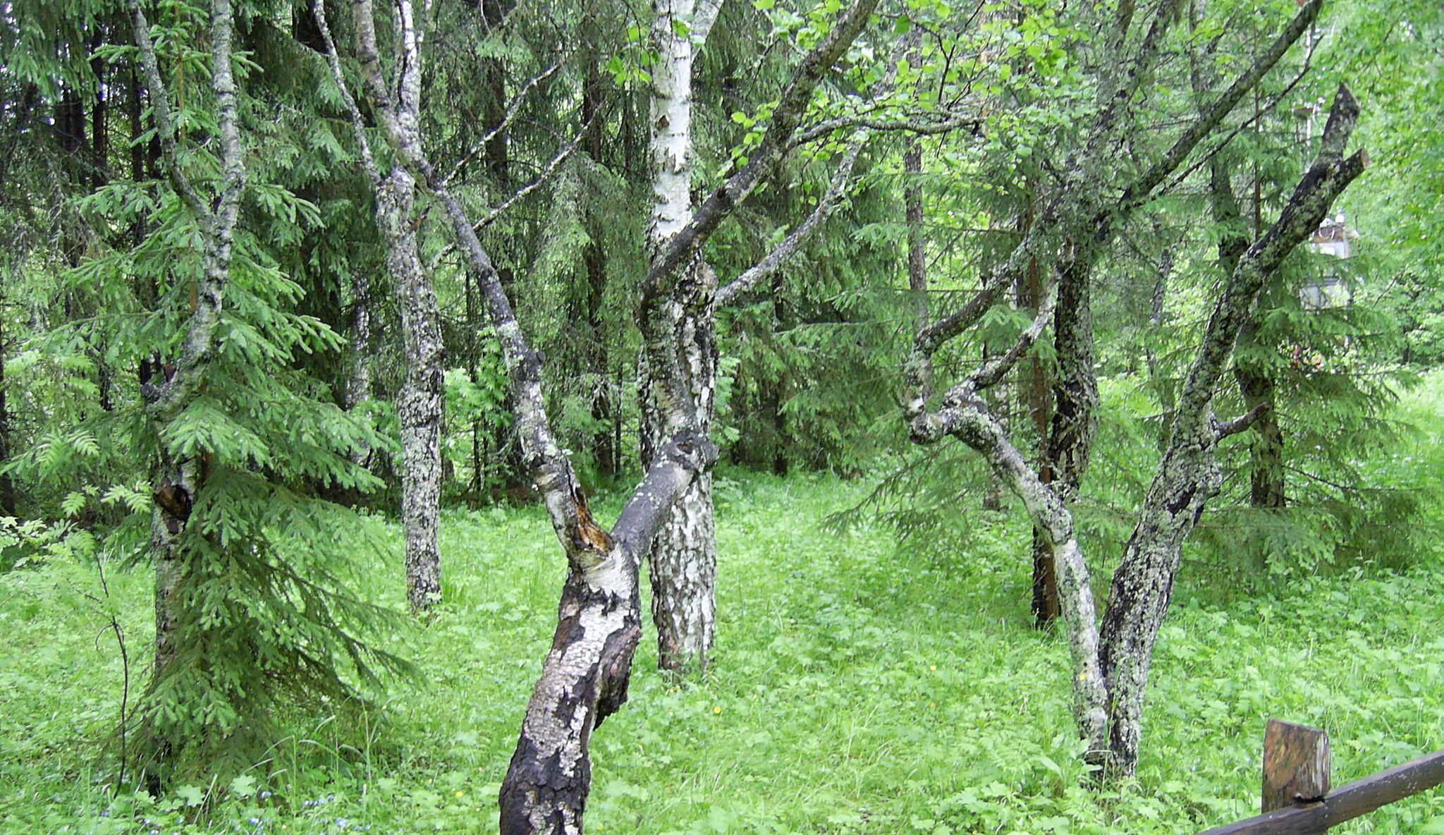 Image of Betula pendula subsp. pendula