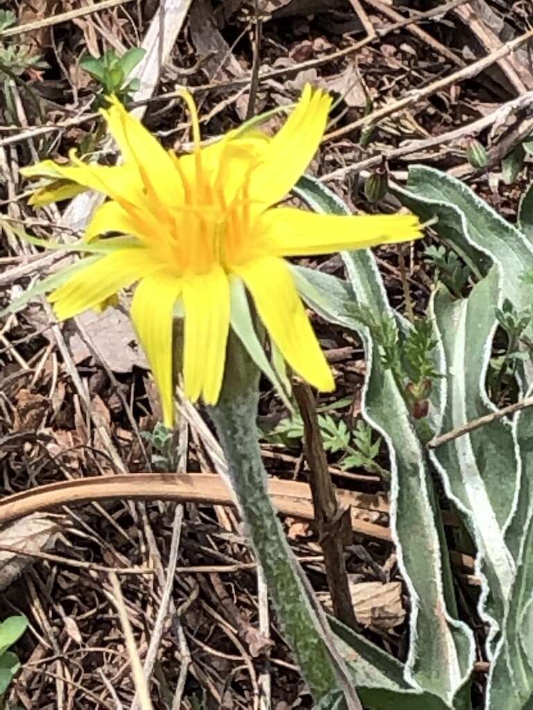 Image of prairie false dandelion