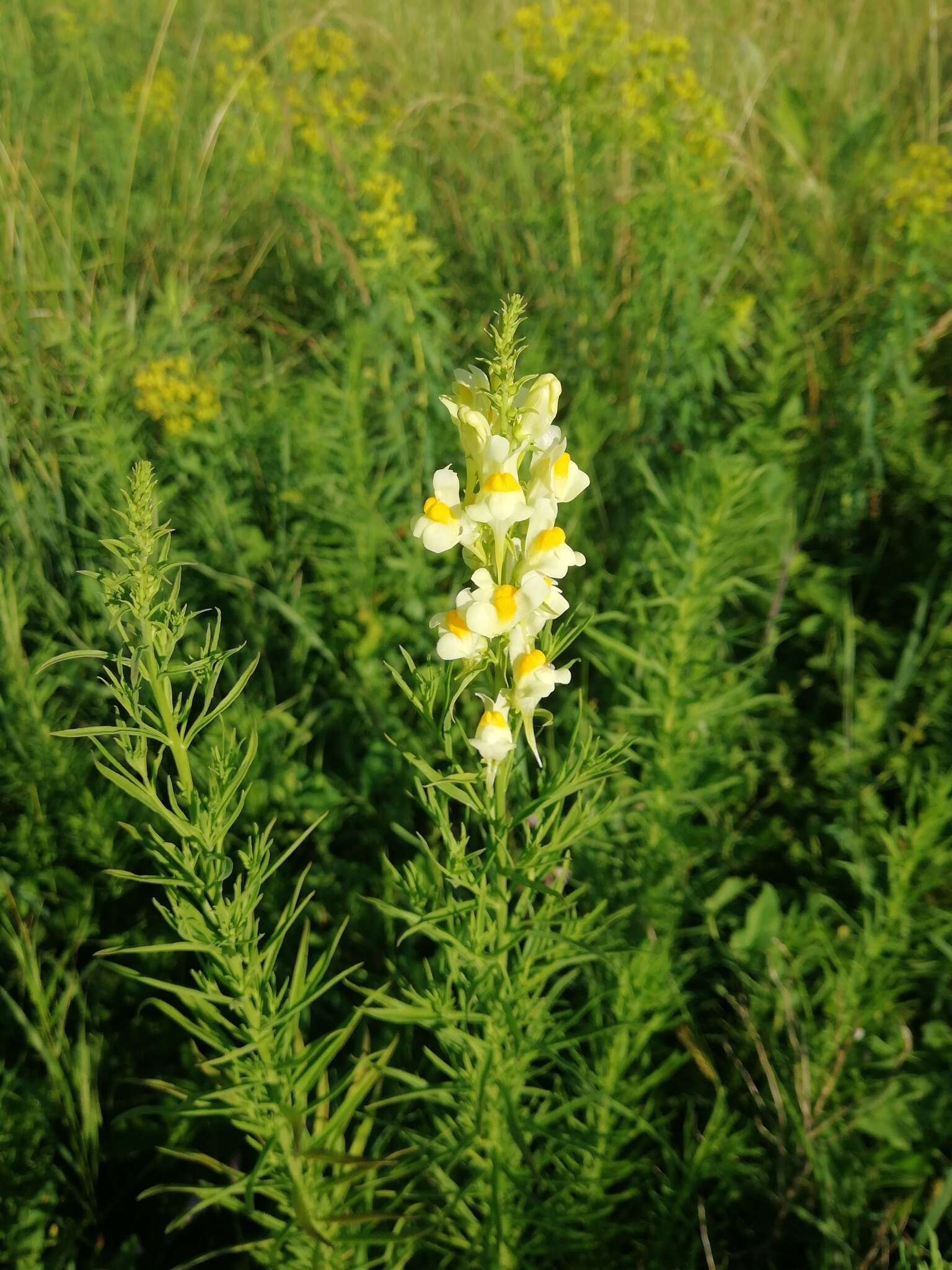 Plancia ëd Linaria biebersteinii Besser