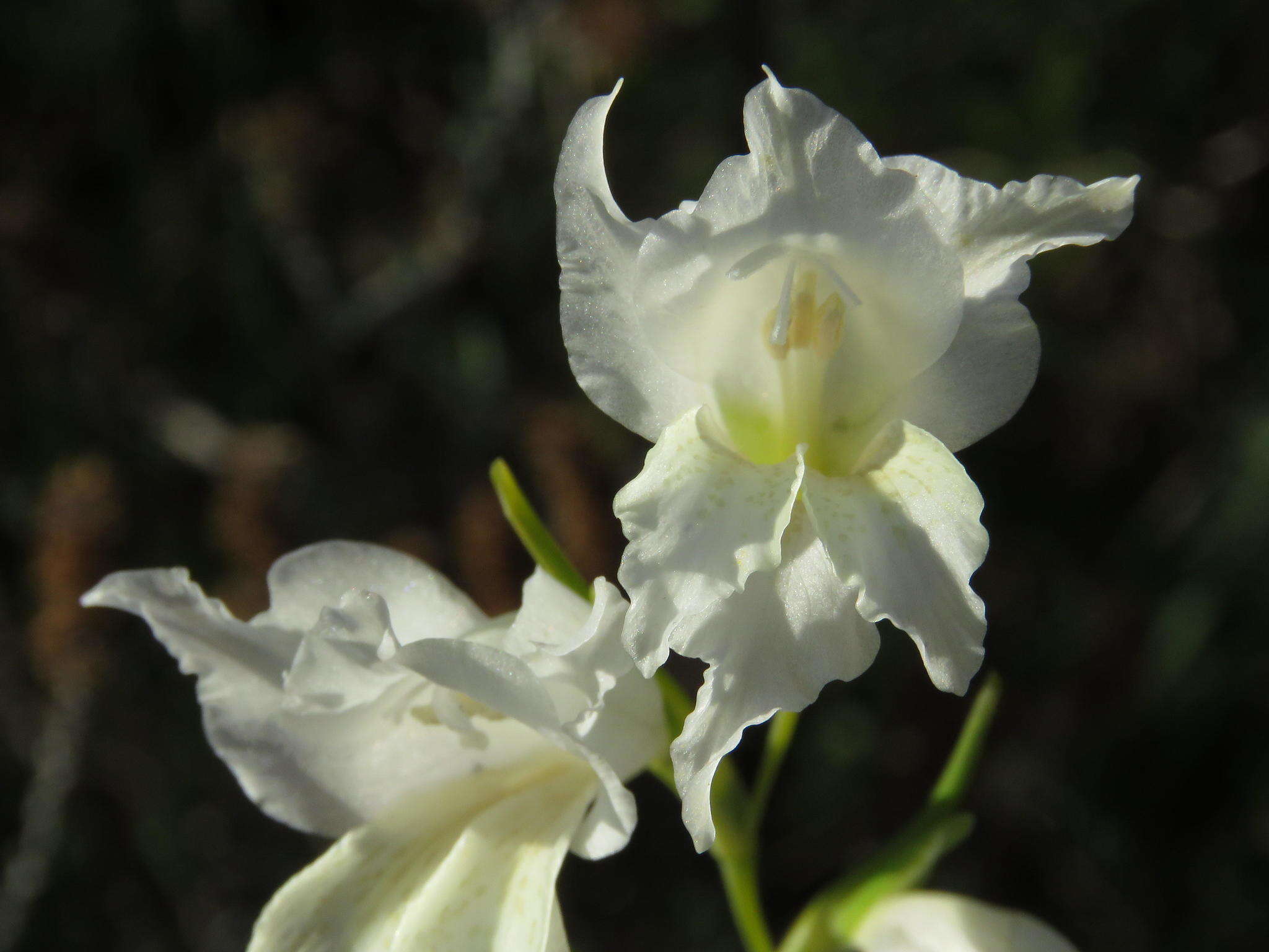 Imagem de Gladiolus gracilis Jacq.