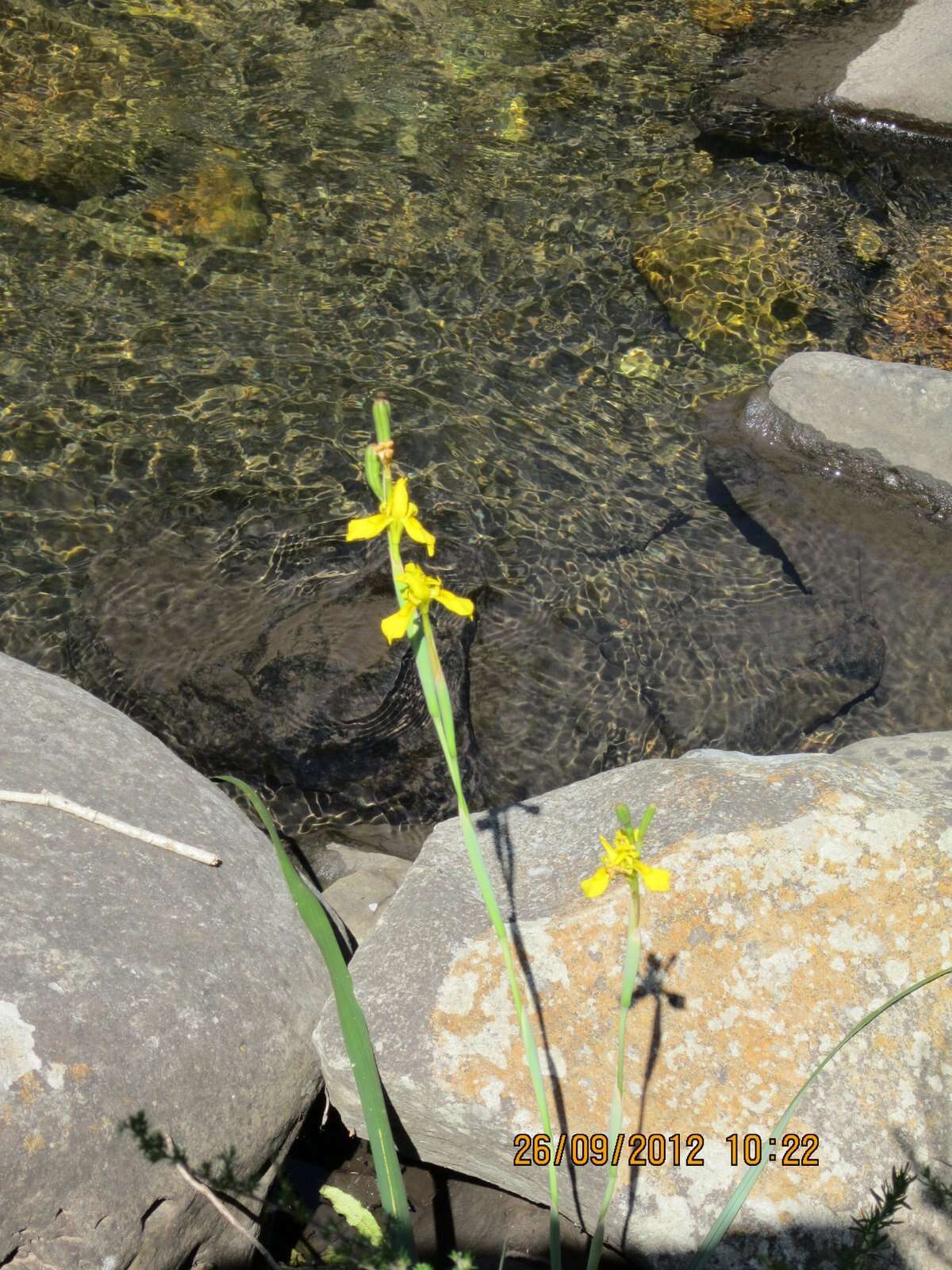 Moraea huttonii (Baker) Oberm. resmi