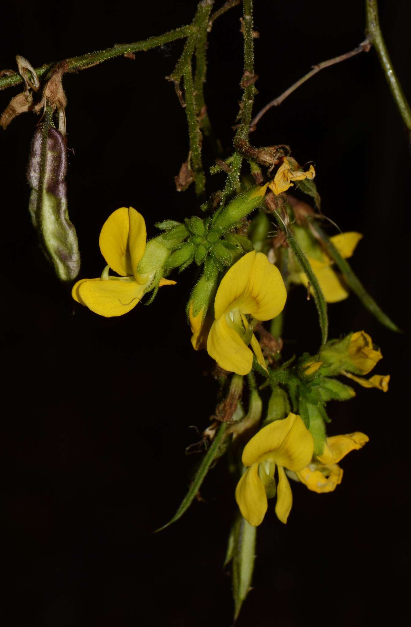 Image of Diphysa puberulenta Rydb.