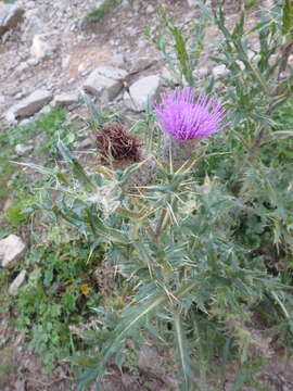 Plancia ëd Cirsium pugnax Somm. & Levier