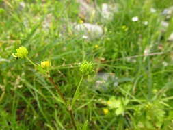 Image de Ranunculus marginatus Dum.-Urville