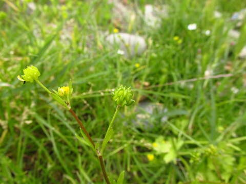 Image de Ranunculus marginatus Dum.-Urville