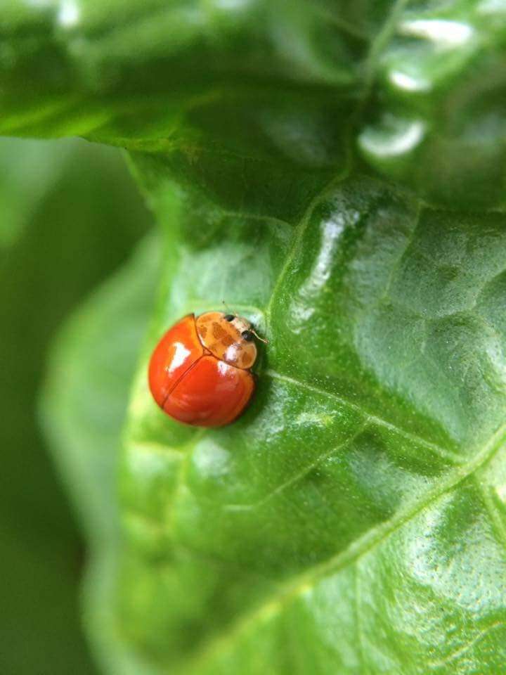 Image of Lady beetle