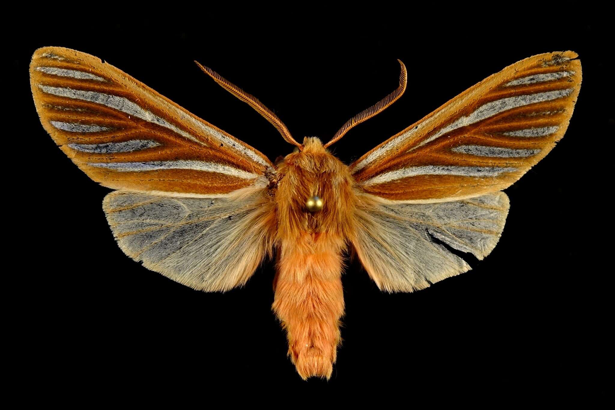 صورة Pseudohemihyalea ambigua (Strecker 1878)