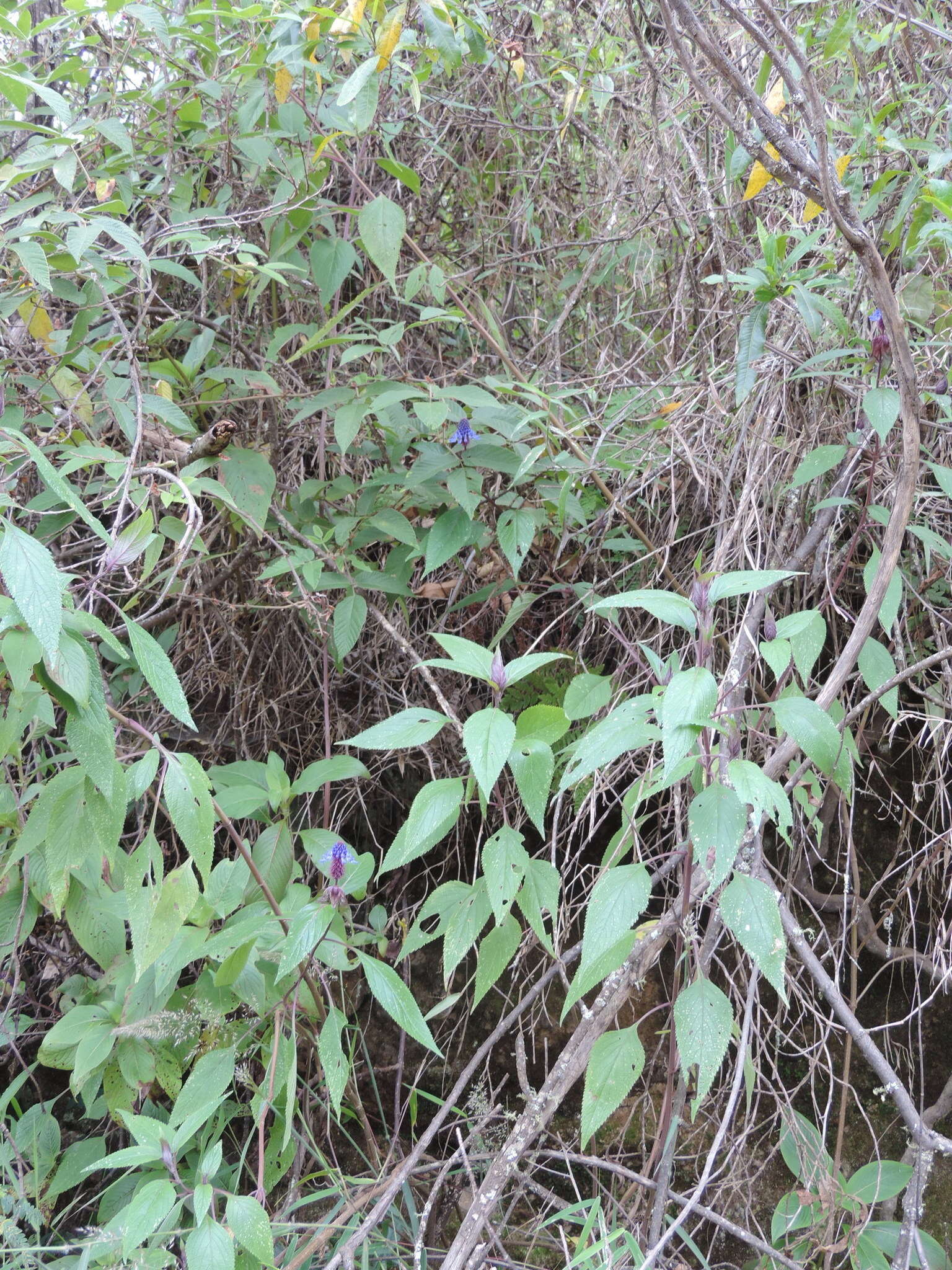 Image of <i>Coleus livingstonei</i>