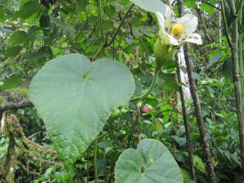 Calycophysum weberbaueri Harms resmi