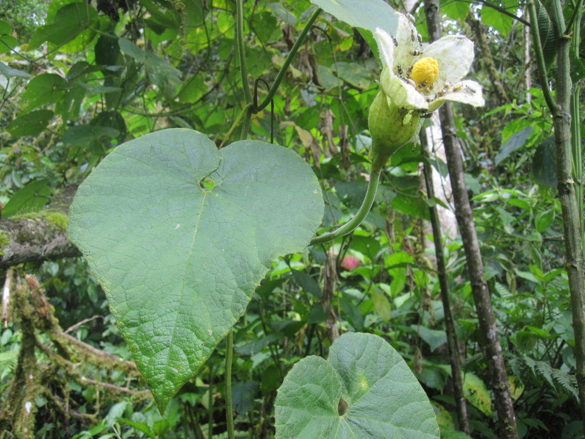 Image of Calycophysum weberbaueri Harms