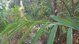 Image of Alpinia oxymitra K. Schum.