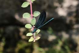 Image of Calopteryx virgo Linnaeus 1758