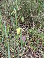 Image de Albuca cooperi Baker