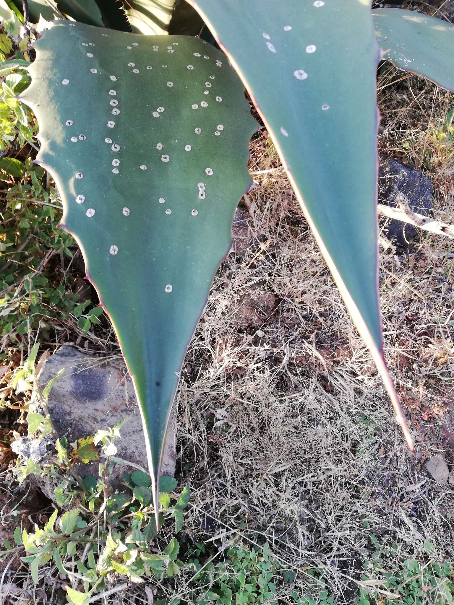 Sivun Agave hookeri Jacobi kuva