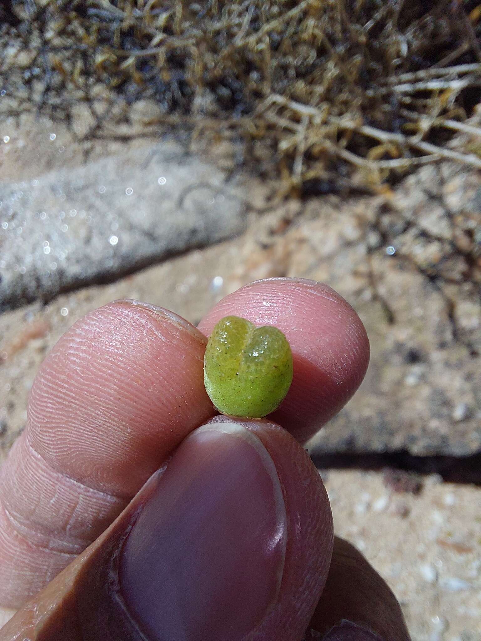 Image of Conophytum longum N. E. Br.