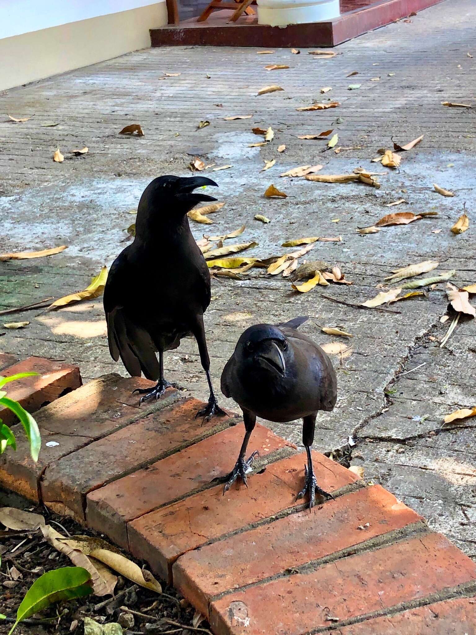 Imagem de Corvus splendens insolens Hume 1874