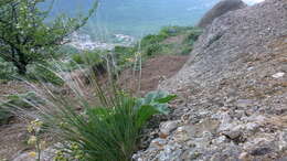 Image of Stipa pennata subsp. pennata