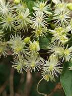 Imagem de Clematis polygama Jacq.