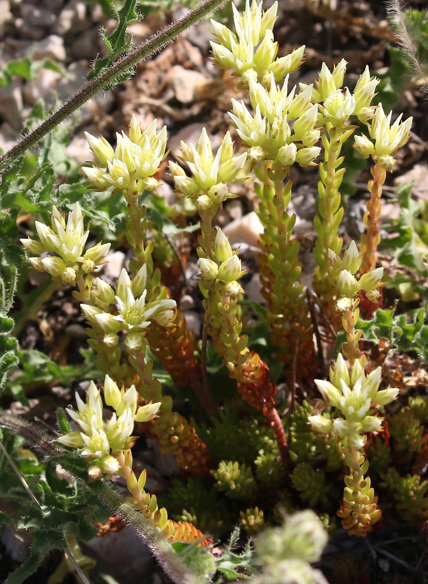 Слика од Petrosedum ochroleucum (Chaix) Niederle