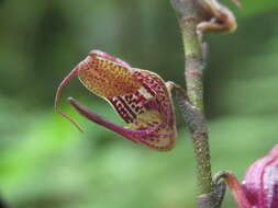 Imagem de Scaphosepalum antenniferum Rolfe