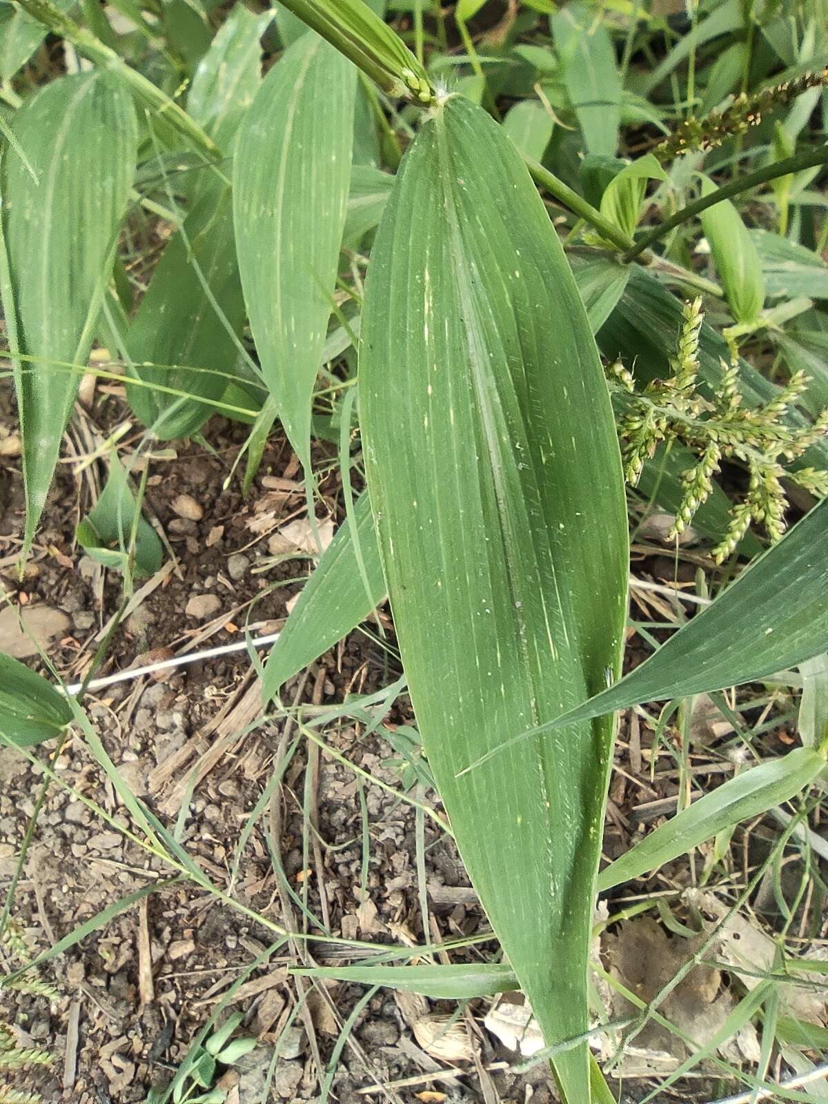 Image of East Indian bristlegrass