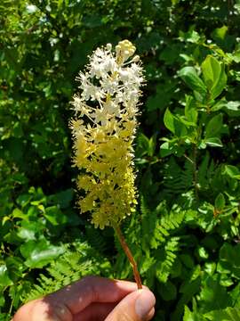 Image of amianthium