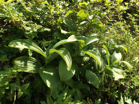 Image of False Hellebore