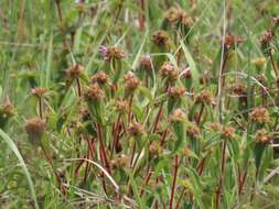 Imagem de Argyrella phaeotricha (Hochst.) Naud.