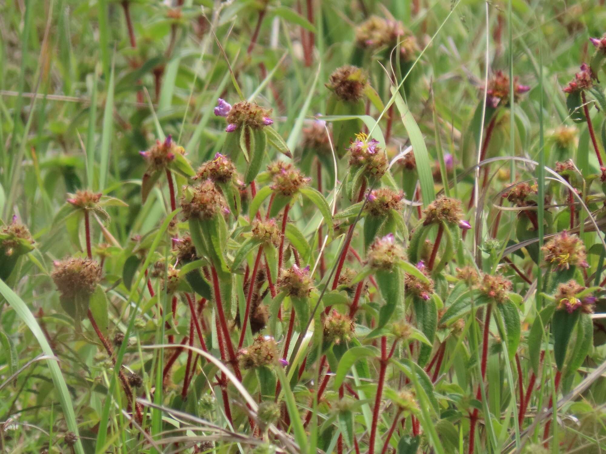 Imagem de Argyrella phaeotricha (Hochst.) Naud.