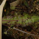 Image of Puccinia crepidis-blattarioidis Hazsl. 1908