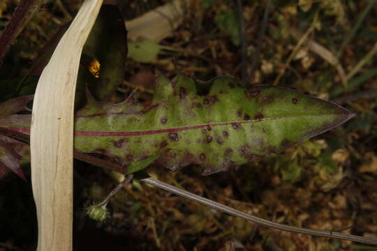 Image of Puccinia crepidis-blattarioidis Hazsl. 1908