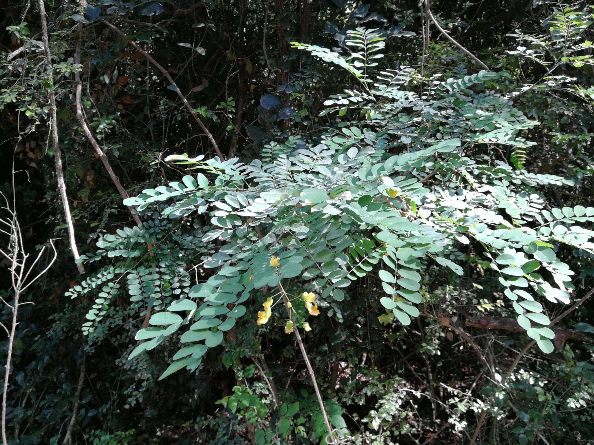 Imagem de Calpurnia aurea (Aiton) Benth.