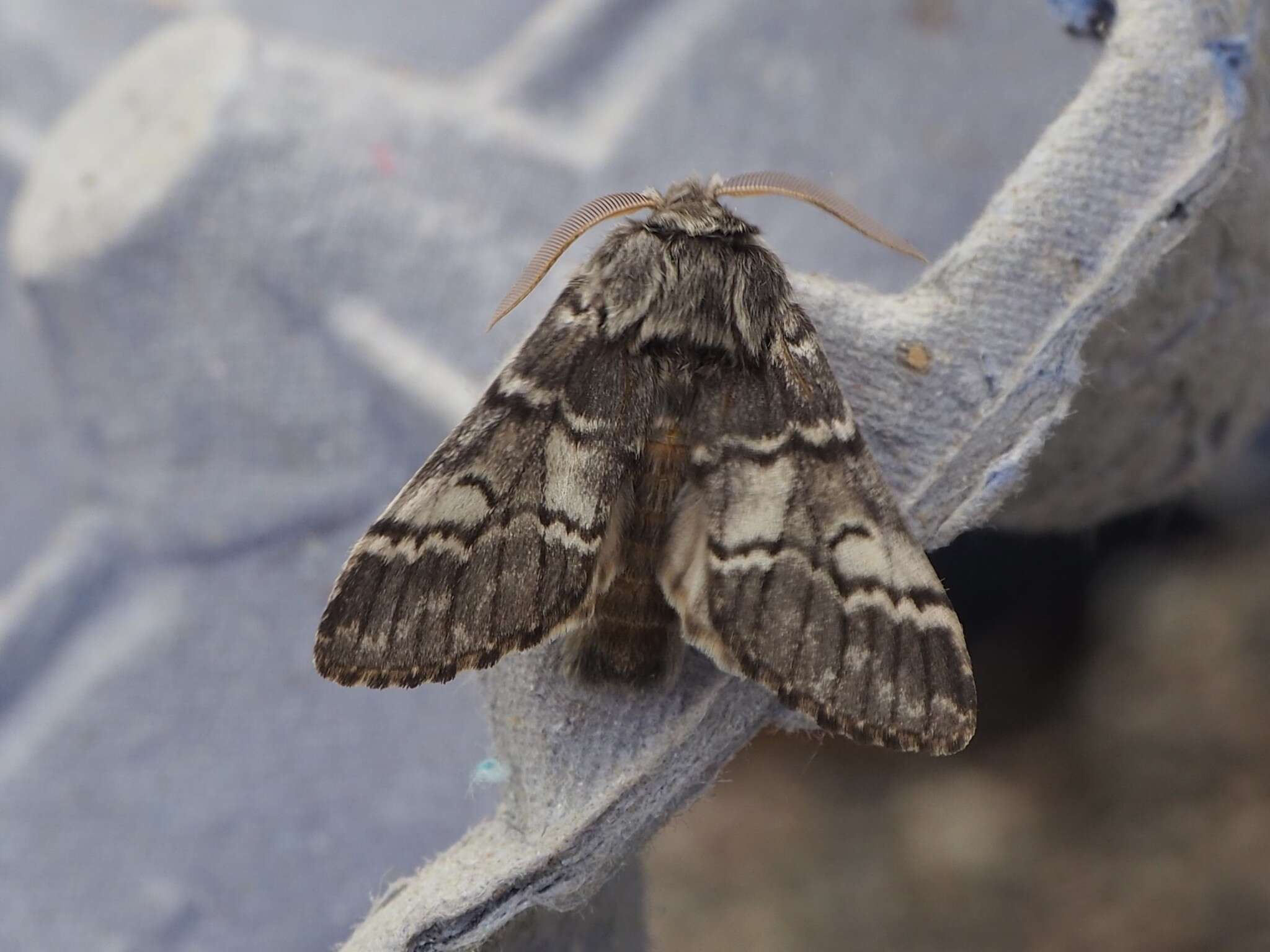 Слика од Drymonia ruficornis Hüfnagel. 1766