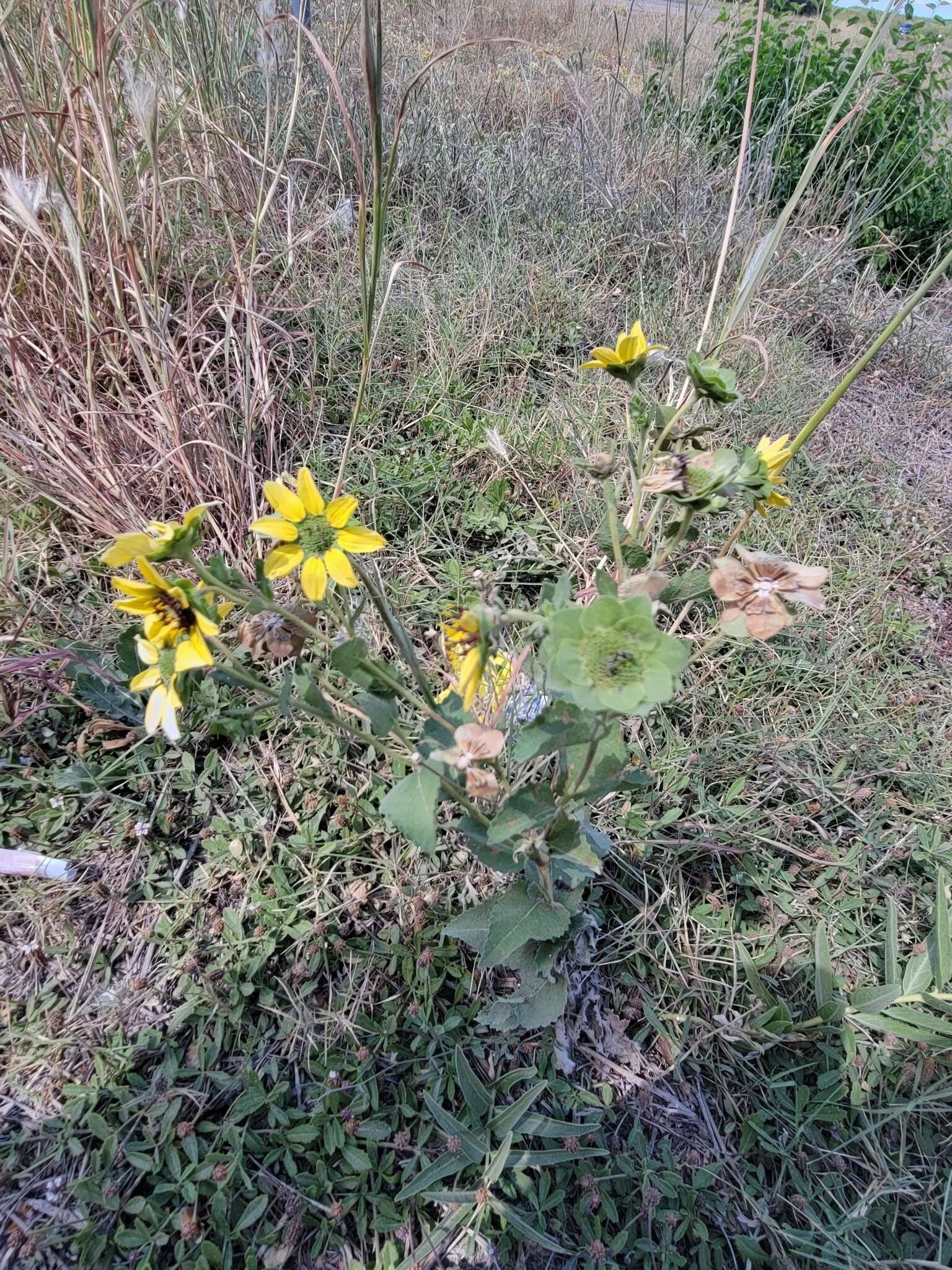 Image of Texas greeneyes