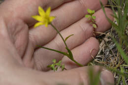 Imagem de Gagea fibrosa (Desf.) Schult. & Schult. fil.