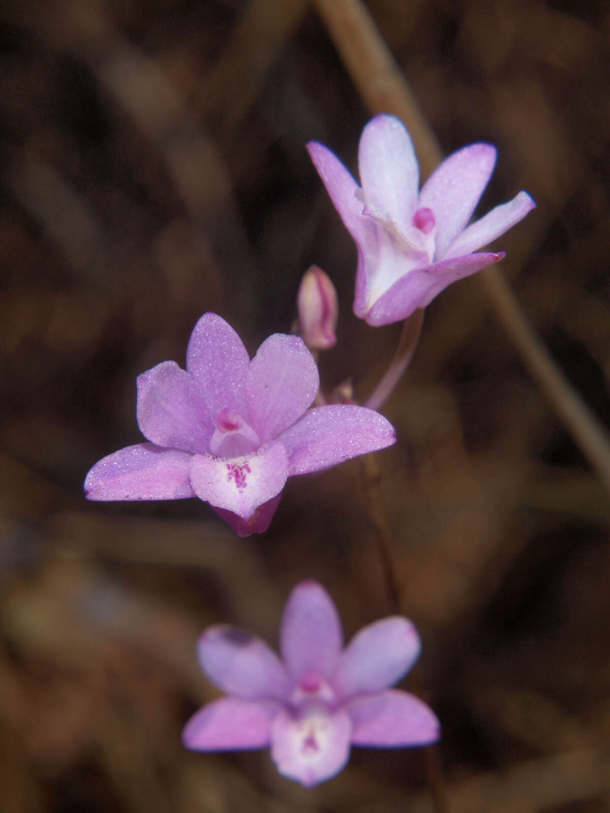 Image de Polystachya dendrobiiflora Rchb. fil.