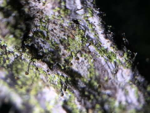 Image of needle lichen