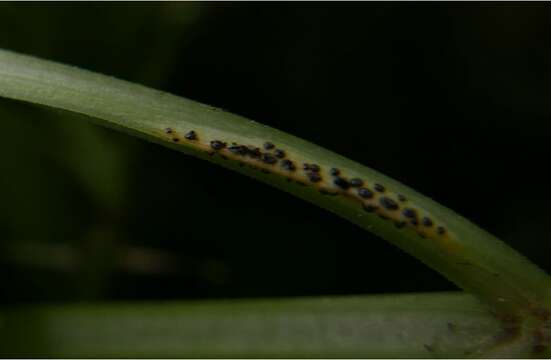 Image of Puccinia aegopodii (Schumach.) Link 1817