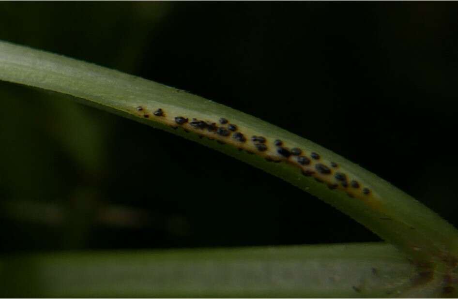 Imagem de Puccinia aegopodii (Schumach.) Link 1817