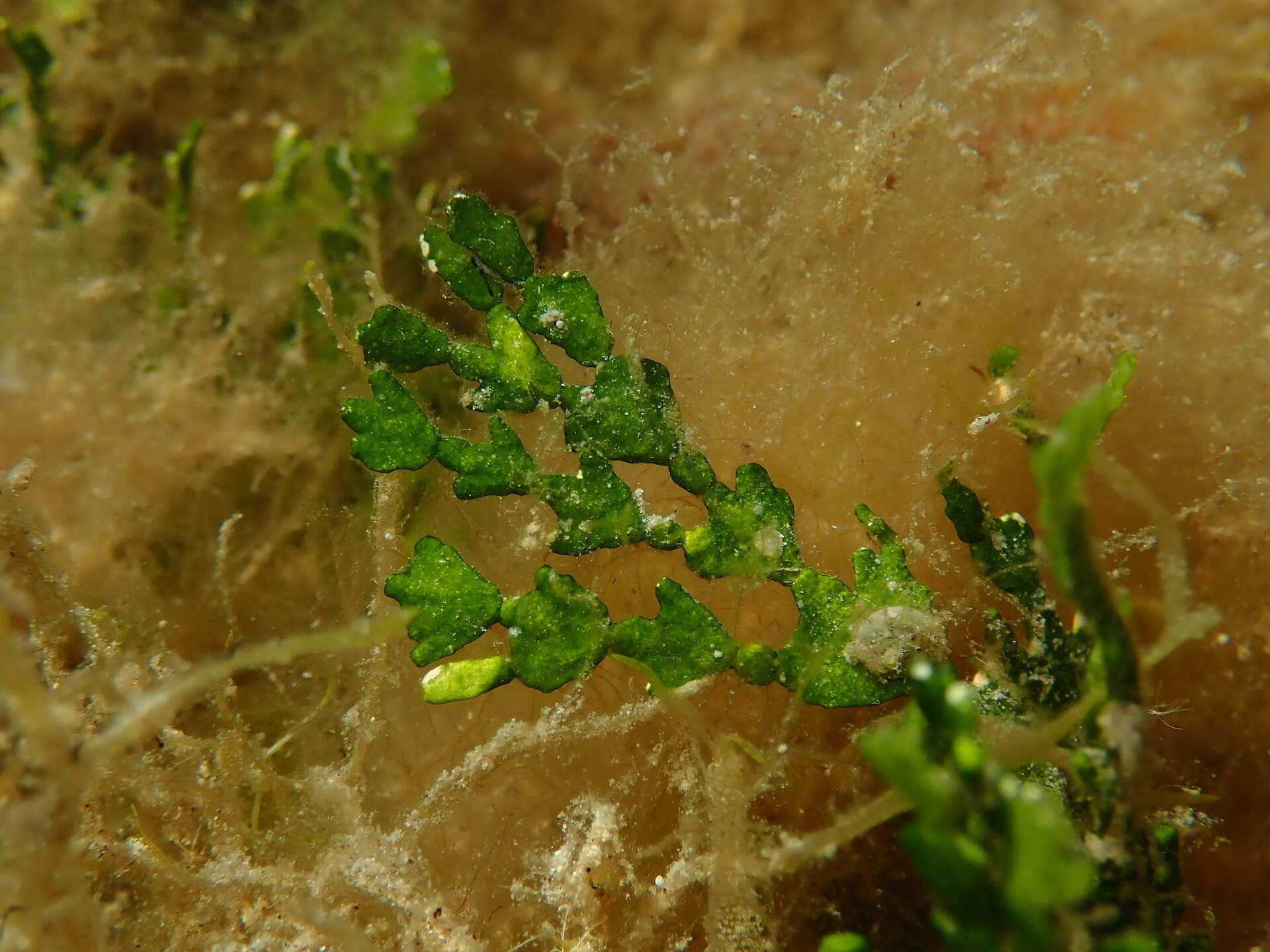 Image of Halimeda incrassata