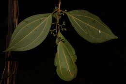 Image de Miconia albertobrenesii Gamba & Almeda