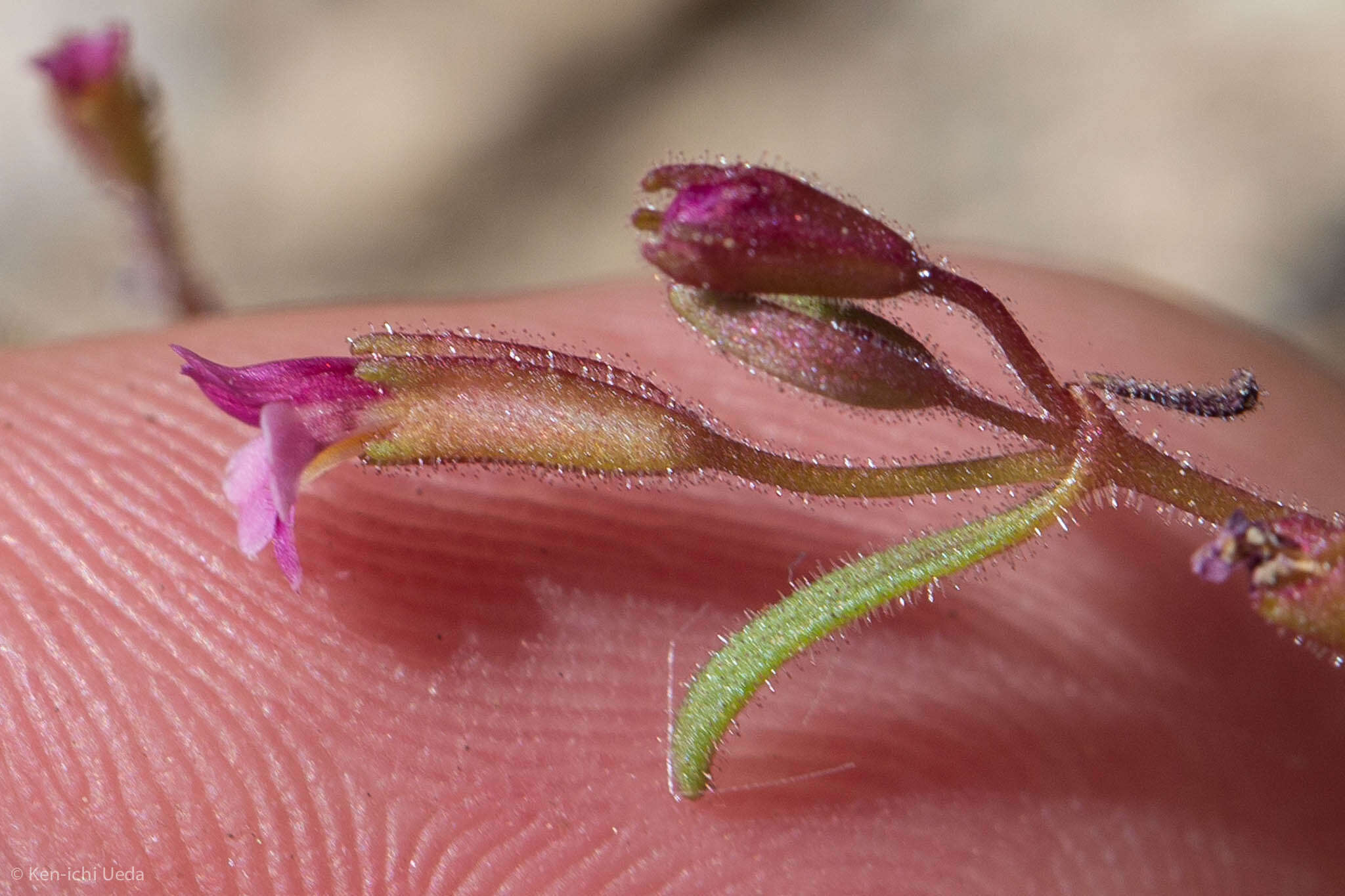 Image of Brewer's Monkey-Flower